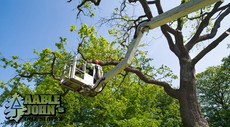Tree Maintenance Kennesaw GA